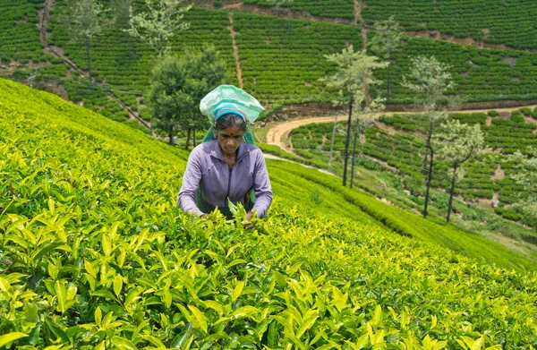 depositphotos_74241705-stock-photo-nuwara-eliya-sri-lanka-april depositphotos_74241705-stock-photo-nuwara-eliya-sri-lanka-april